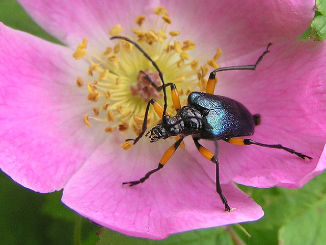 Pseudogaurotina cressonii, Longhorn Beetle