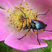 Pseudogaurotina cressonii, Longhorn Beetle