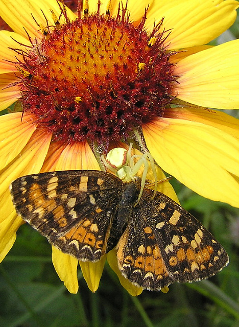 Crab Spider with Butterfly on Gaillardia