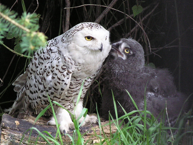 Female Snowy Owl and owlet, Calgary Zoo