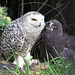 Female Snowy Owl and owlet, Calgary Zoo