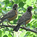 Young American Robins