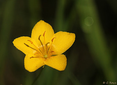 Yellow Pimpernel
