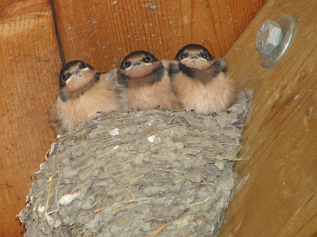Baby Barn Swallows