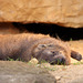 Schlafschliefer (Zoopark Erfurt)