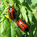 Red Turnip Beetles