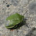 Big Green Stink Bug