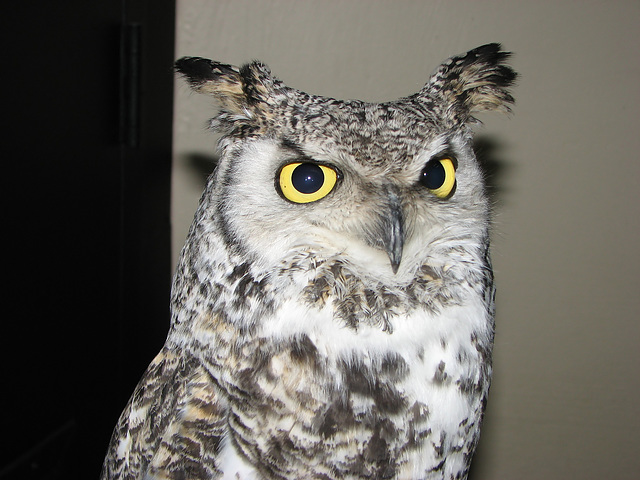 Great Horned Owl, Oberon
