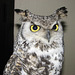Great Horned Owl, Oberon