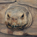 Spornschildkröte (Zoopark Erfurt)