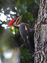 Pileated Woodpecker(m) outside my window  ! 12-7-12