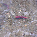Salmon spawning in a stream