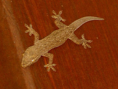 33 Hemidactylus frenatus (Asian House Gecko)