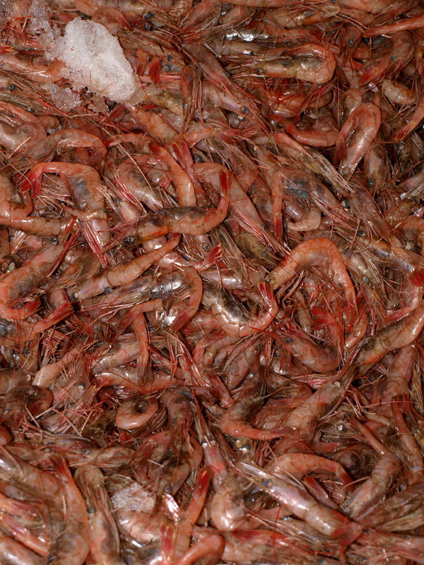 so.  much.  shrimp!
