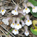 One-flowered Broomrape