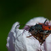 Longhorn Beetle on Blackberry Blossom