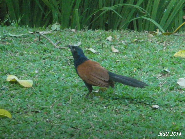 23 Centropus sinensis (Greater Coucal)