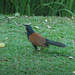 23 Centropus sinensis (Greater Coucal)