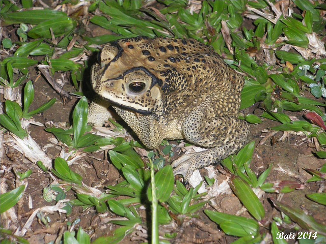 24 Duttaphrynus melanostictus (Common Asian Toad)