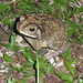 24 Duttaphrynus melanostictus (Common Asian Toad)