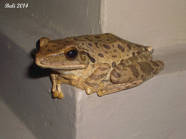 25 Polypedates leucomystax (Common Tree Frog)