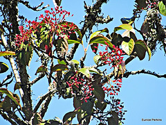 Red Berry Tree