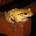 26 Polypedates leucomystax (Common Tree Frog)