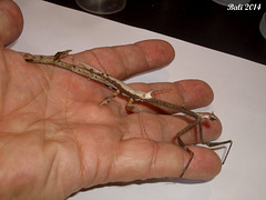 27 Paratoxodera cornicollis (Giant Stick Mantis)