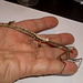 27 Paratoxodera cornicollis (Giant Stick Mantis)