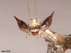 28 Paratoxodera cornicollis (Giant Stick Mantis) Face