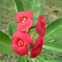 Red - Crown of Thorns ...