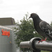 Sainsbury's Pigeon
