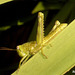 36 Small Grasshopper Nymph
