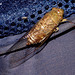 42 One of the Many Cicadas