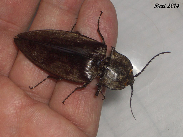 48 Oxynopterus auduoin (Giant Click Beetle)