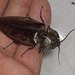 48 Oxynopterus auduoin (Giant Click Beetle)