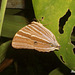 50 Amathusia phidippus (Palm King)