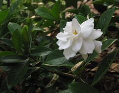 .. Gardenia -- with supporting cast of green leaves