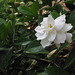 .. Gardenia -- with supporting cast of green leaves