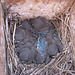 Mountain Bluebird babies