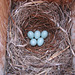 Mountain Bluebird nest