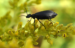 goldenrod-blister-beetle