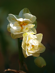 fancy daffodil