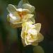 fancy daffodil