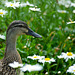 Duck in Daisies