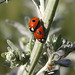 Two-spotted Ladybugs