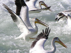 Pelican fury