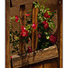 Wooden gate with red flowers