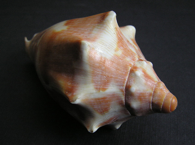 Shell 3