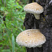 Fungus 1